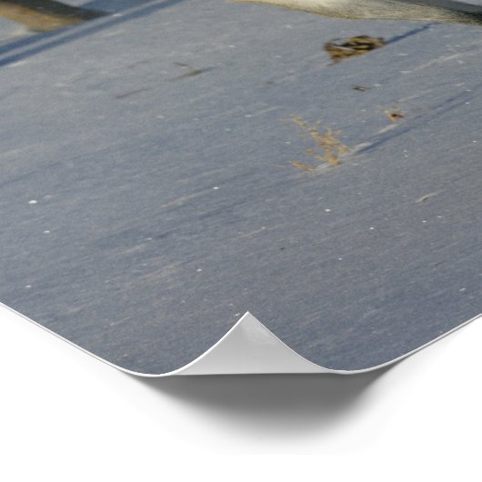 Dapple Gray Trakehner im Schnee Poster (Ecke)