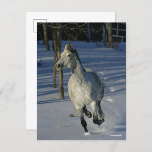 Dapple Gray Trakehner im Schnee Postkarte