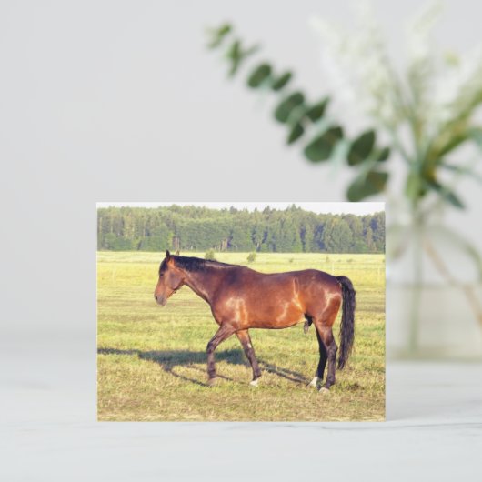 Dappled Bay Postkarte (Stehend Vorderseite)