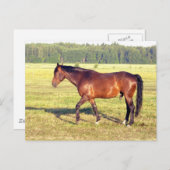 Dappled Bay Postkarte (Vorne/Hinten)
