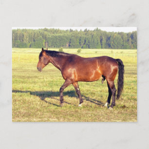 Dappled Bay Postkarte