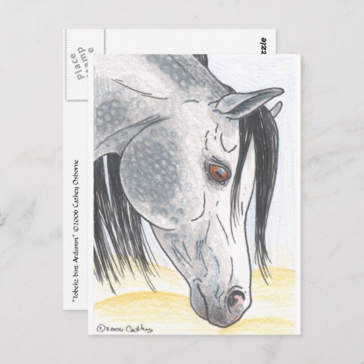 DappledAarabian Mare Postkarte (Vorne/Hinten)
