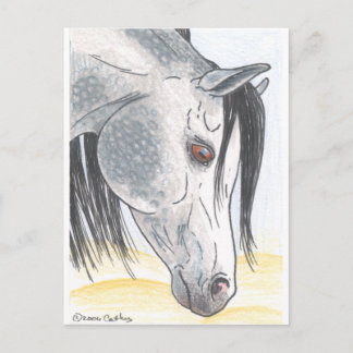 DappledAarabian Mare Postkarte