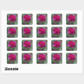 Darcey Bussell Rose #1 Stickers (Blatt)