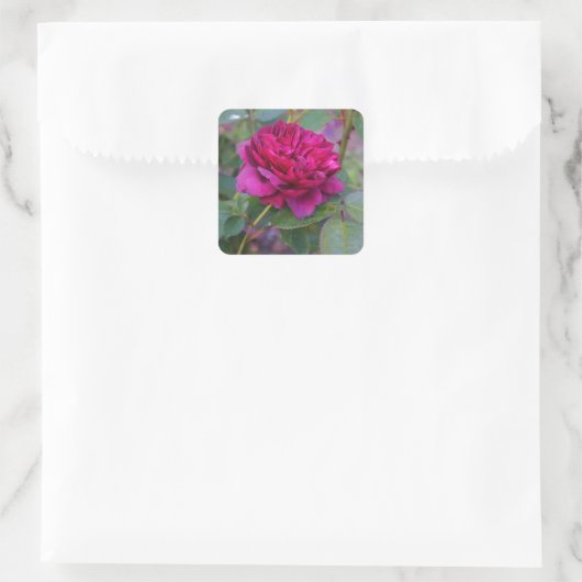 Darcey Bussell Rose #1 Stickers (Tasche)