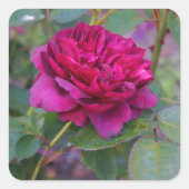 Darcey Bussell Rose #1 Stickers (Vorderseite)