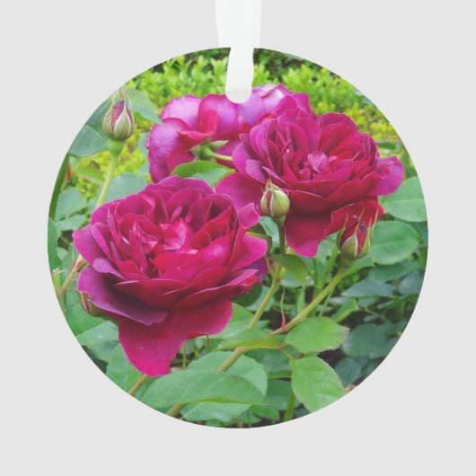 Darcey Bussell Rose #2 Ornament (Rückseite)