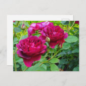 Darcey Bussell Rose #2 Postcard Postkarte (Vorne/Hinten)