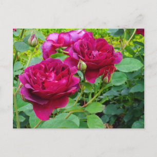 Darcey Bussell Rose #2 Postcard Postkarte