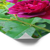 Darcey Bussell Rose #2 Poster (Ecke)