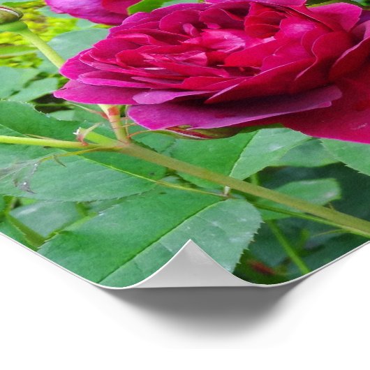 Darcey Bussell Rose #2 Poster (Ecke)
