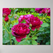 Darcey Bussell Rose #2 Poster (Vorne)