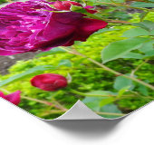 Darcey Bussell Rose #3 Poster (Ecke)