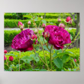 Darcey Bussell Rose #3 Poster (Vorne)