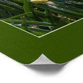 Dare to be Different Daffodils Poster (Ecke)