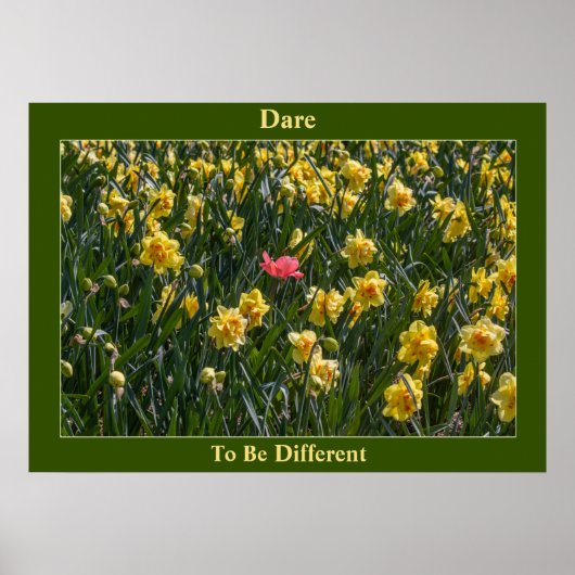 Dare to be Different Daffodils Poster (Vorne)