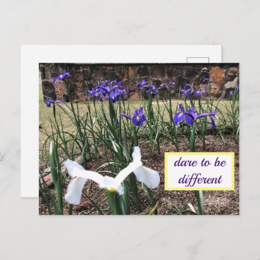 Dare to be Different Ire Postcard Postkarte (Vorne/Hinten)