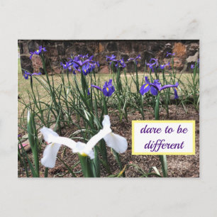 Dare to be Different Ire Postcard Postkarte