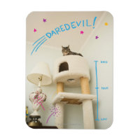 Daredevil Cat