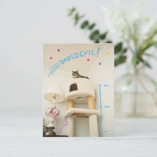Daredevil Cat Postkarte (Stehend Vorderseite)