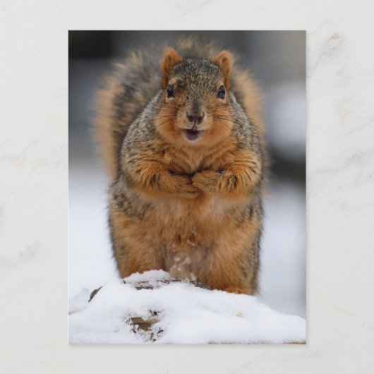 Darf ich mich vorstellen? postkarte (Vorderseite)