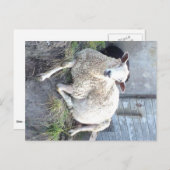 Dåris - das coolste Mutterschaf im Dorf Postkarte (Vorne/Hinten)