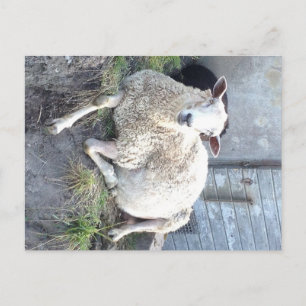 Dåris - das coolste Mutterschaf im Dorf Postkarte
