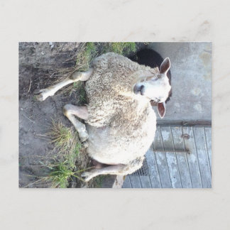 Dåris - das coolste Mutterschaf im Dorf Postkarte