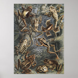 Dark Academia Haeckel Vintage Frosch Natur Druck Poster