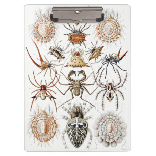 Dark Academia Haeckel Vintage Spinne Symmetrie Kun Klemmbrett