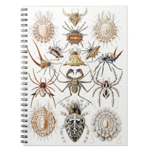 Dark Academia Haeckel Vintage Spinne Symmetrie Kun Notizblock