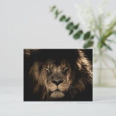 Dark African Lion Wildlife Wild Animal Postkarte (Stehend Vorderseite)