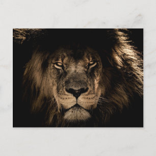 Dark African Lion Wildlife Wild Animal Postkarte