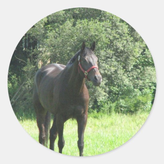 Dark Bay Horse Sticker (Vorderseite)