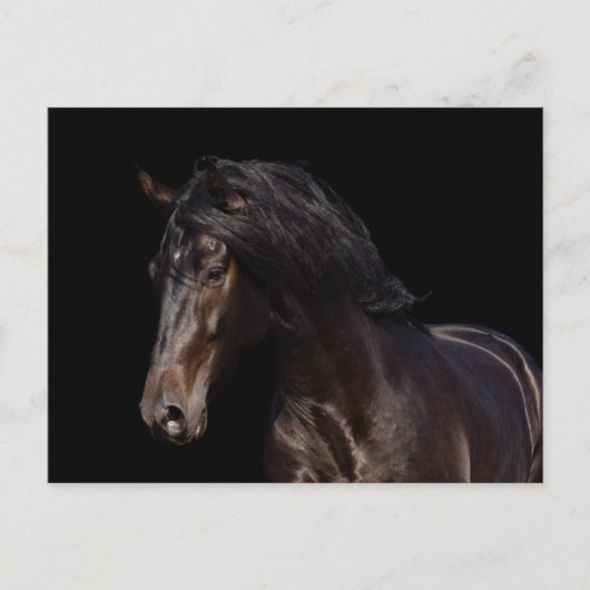 Dark Bay Postkarte (Vorderseite)