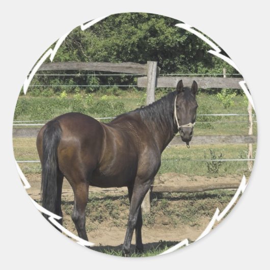 Dark Bay Thoroughbred Stickers (Vorderseite)