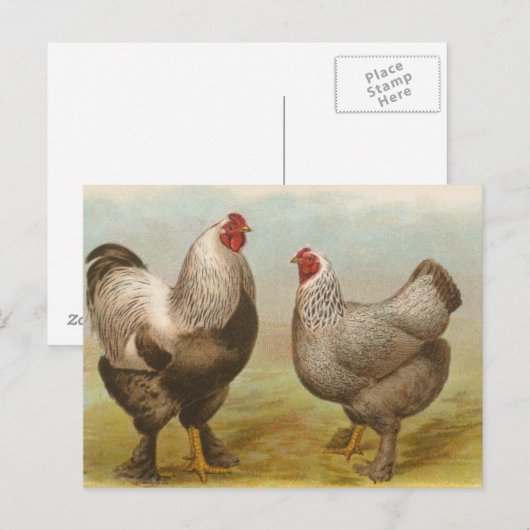 Dark Brahmas Postkarte (Vorne/Hinten)