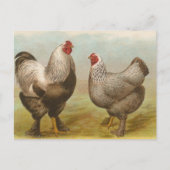 Dark Brahmas Postkarte (Vorderseite)