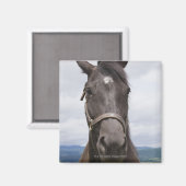 Dark Brown Horse Magnet (Vorderseite/Rückseite)