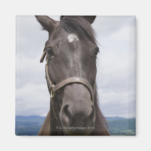 Dark Brown Horse Magnet (Vorne)