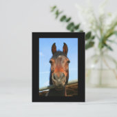 Dark Brown Horse Postcard Postkarte (Stehend Vorderseite)