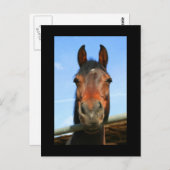 Dark Brown Horse Postcard Postkarte (Vorne/Hinten)