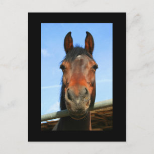 Dark Brown Horse Postcard Postkarte