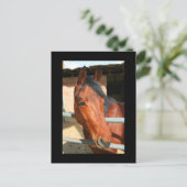 Dark Brown Horse Postcard Postkarte (Stehend Vorderseite)