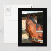 Dark Brown Horse Postcard Postkarte (Vorne/Hinten)