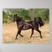 Dark Brown Spanish Mustang Mare Walking Poster (Vorne)