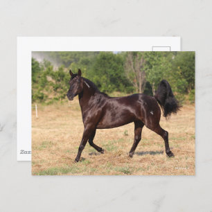 Dark Brown Spanish Mustang Mare Walking Postkarte