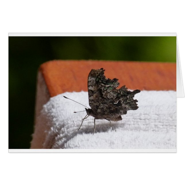 Dark Camouflage Butterfly (Vorderseite (Horizontal))