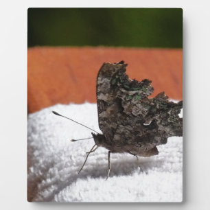 Dark Camouflage Butterfly Fotoplatte