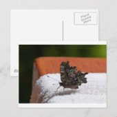 Dark Camouflage Butterfly Postkarte (Vorne/Hinten)